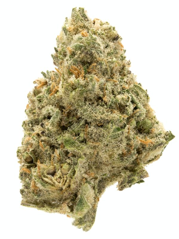 pineapple express strain, pineapple express, strain pineapple express, pineapple express weed, pineapple express weed strain, strain pineapple express, weed pineapple express, pinapple express strain, pineapple express bud, pineapple strain, pineaple express, pineapple.express strain, pineapple express strain review, pinaple express strain, pineapple express marijuana, pinnaple express, what is pineapple express, pineapple express cannabis, pineapple express strain info, pineapple express review strain, pineapple express flower, sativa pineapple express, pineapple express thc, pineapple express sativa, smoking pineapple express, pineapple express marijuana strain, pineapple express hybrid, pineapple fanta strain, is pineapple express indica or sativa, pineapple express strain indica or sativa, pinapple express weed, pineapple passion strain, pineapple weed strain, pineapple express smoke, pineapple express near me, what strain is pineapple express, pineapple express terpenes, pineapple express flower, pineapple express strain effects, pineapple express indica or sativa, pineapple express effects, pineapple express strain information, pineapple express near me, pineapple express strain near me, pineapple marijuana, pineapple strain indica or sativa, pineapple tree strain, pineapple express strain medical uses, is pineapple express real, what is a pineapple express,